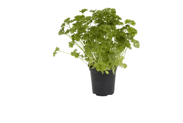 BIO Peterselie in pot doos 2st stuk